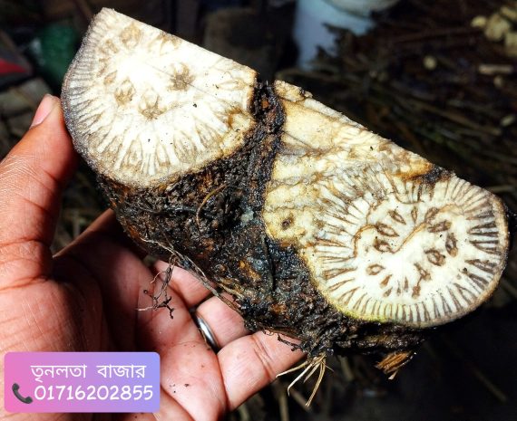 প্রিমিয়াম মাটির নিচের অংশ এঁটো চুই-ঝাল 1 কেজি - Image 6