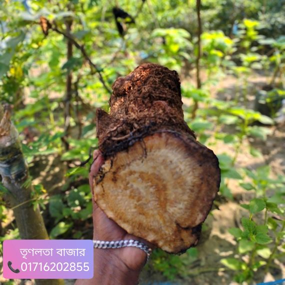 প্রিমিয়াম মাটির নিচের অংশ এঁটো চুই-ঝাল 1 কেজি - Image 11
