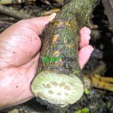 মোটা চুই-ঝাল 1 কেজি