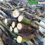গাছ চুই-ঝাল