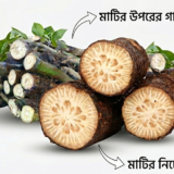 মিক্স (এঁটো +গাছ ) চুইঝাল কম্বো 1 কেজি
