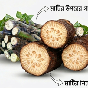 মিক্স (এঁটো +গাছ ) চুইঝাল কম্বো 1 কেজি