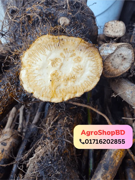 প্রিমিয়াম মাটির নিচের অংশ এঁটো চুই-ঝাল 1 কেজি - Image 5