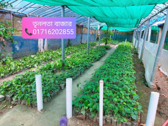 চুইঝাল গাছের চারা – Chuijhal tree plants
