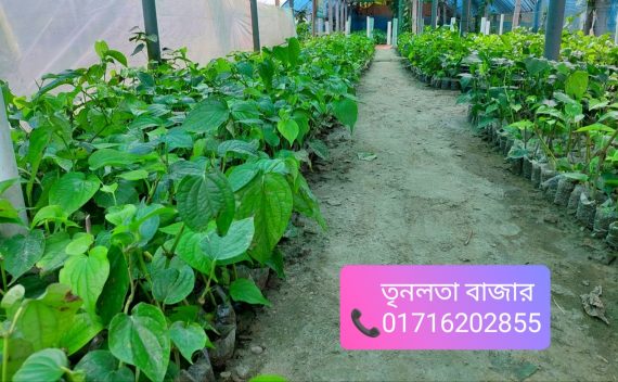 চুইঝাল গাছের চারা – Chuijhal tree plants