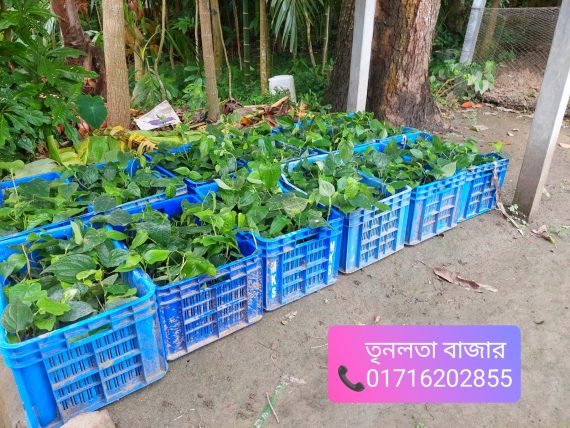 চুই ঝাল গাছের চারা - Image 3
