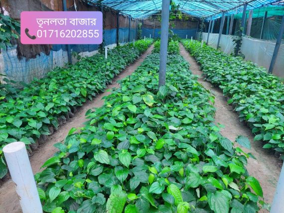 চুই ঝাল গাছের চারা - Image 2