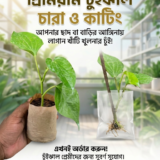 চুইঝাল গাছের চারা
