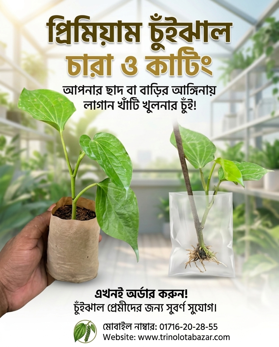 চুইঝাল গাছের চারা