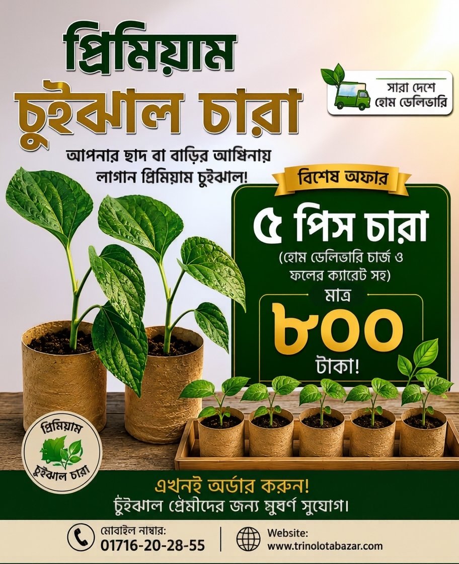 চুইঝাল গাছের চারা