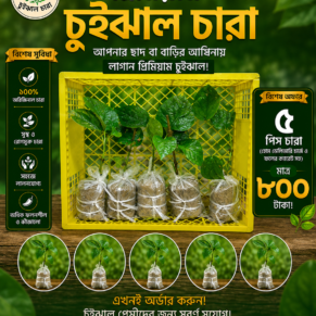 চুইঝাল গাছের চারা