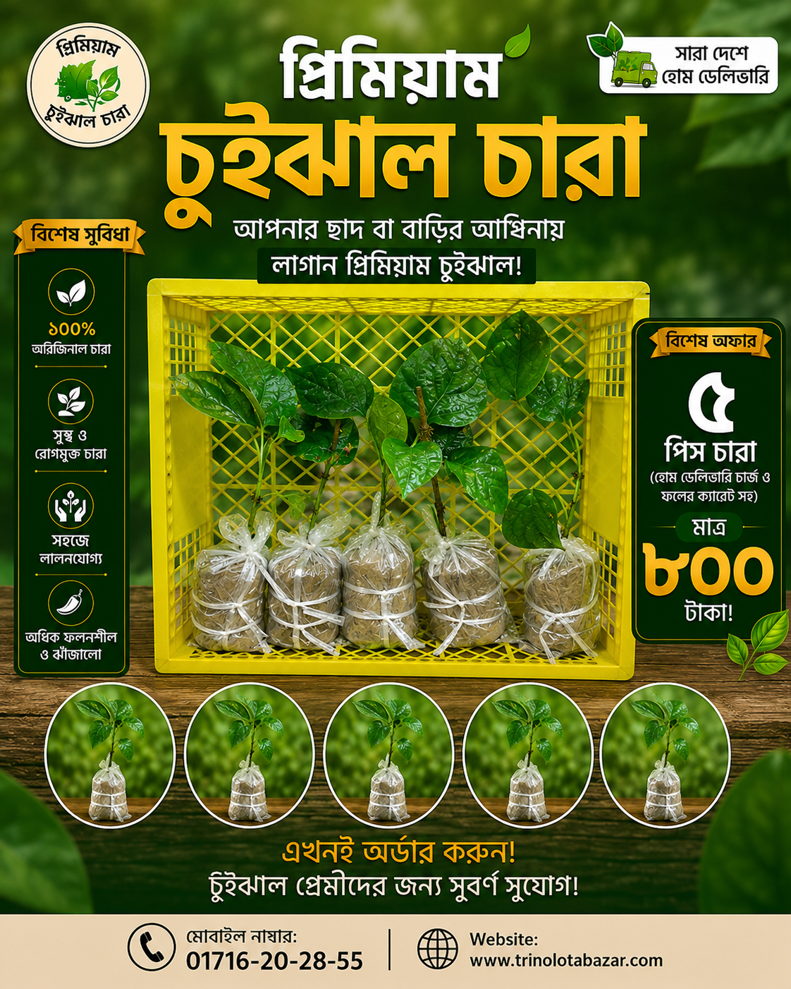 চুইঝাল গাছের চারা