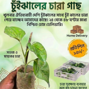 চুইঝাল গাছের চারা