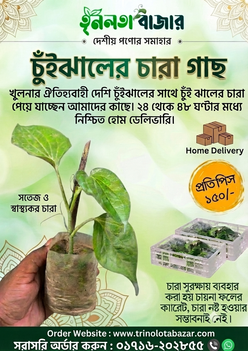 চুইঝাল গাছের চারা